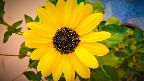 Close-up of yellow flower blooming outdoors