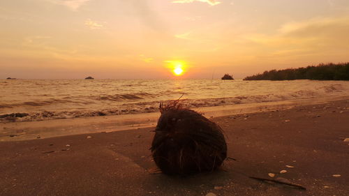 Scenic view of sea at sunset