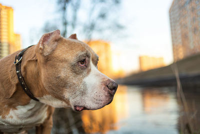 Close-up of dog looking away