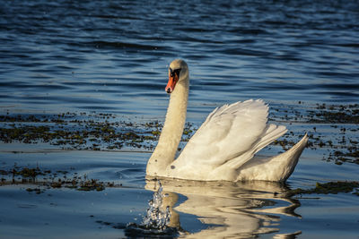 Swan swimming in lake