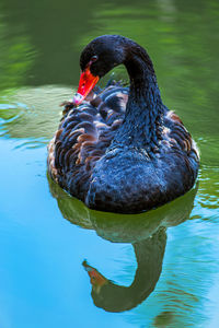 Black swan swimming in lake