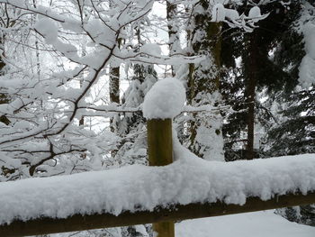 Snow on tree branch during winter