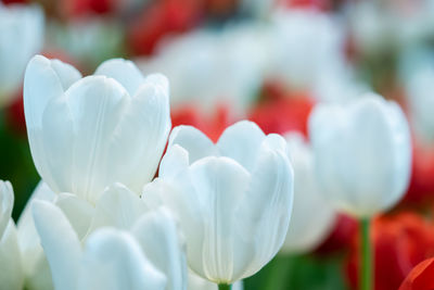 Close-up of white flowering plants in park