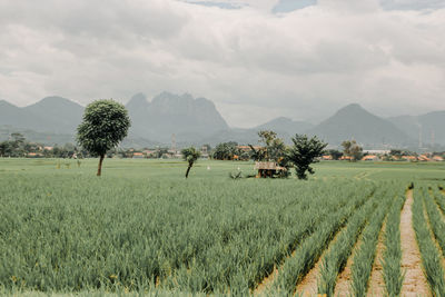 Scenic view of agricultural field against sky