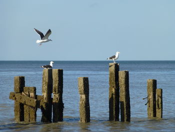 Seagull flying over wooden post in sea against sky