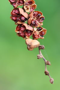 Close-up of wilted flower