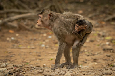 Long-tailed macaque stands carrying baby on back