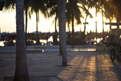 Palm trees on beach against sky during sunset