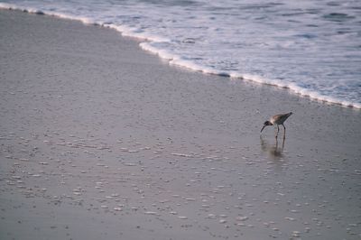 Scenic view of beach