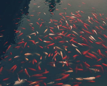 View of fish swimming in lake