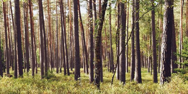 Pine trees in forest