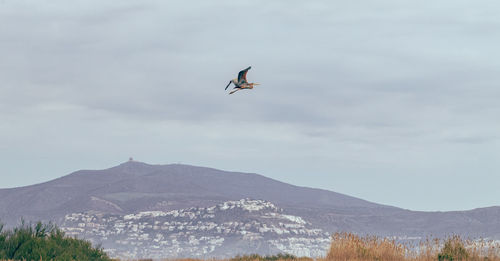 Low angle view of airplane flying against sky