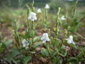 Close-up of white flowering plant