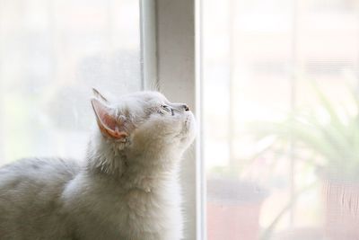 Close-up of cat looking through window