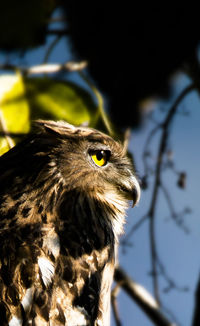 Close-up of a bird