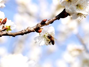 Low angle view of white flowers against sky