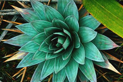 Close-up of leaves