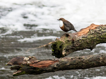 Bird perching on rock