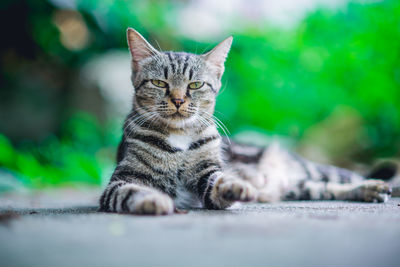 Close-up portrait of a cat