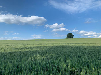 Scenic view of agricultural field against sky