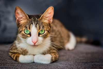 Close-up portrait of a cat