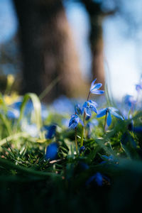 Close-up of flowering plant on field