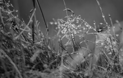 Close-up of dew on grass