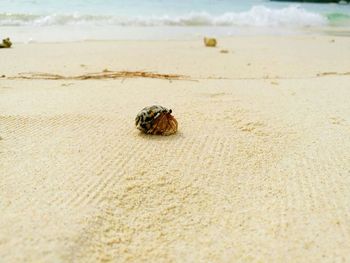 Close-up of insect on sand at beach