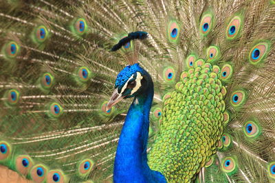 Close-up of peacock fanned out
