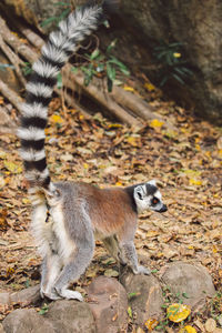 animal