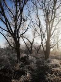 Bare trees in forest