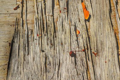 High angle view of wood