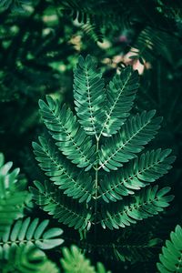 High angle view of fern leaves in forest