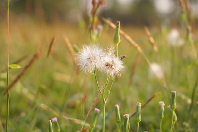 Close-up of dandelion flower on field