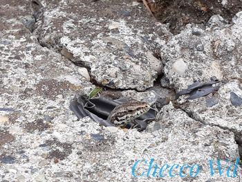 High angle view of a bird on rock