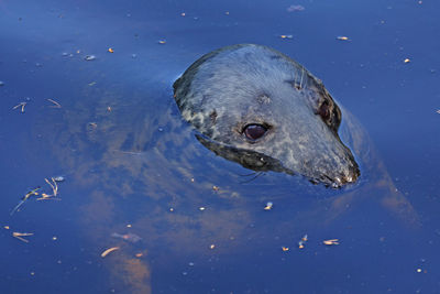 A seal emerging from the water to breathe