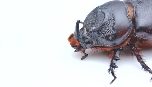 Close-up of insect over white background