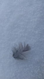 High angle view of feather on snow