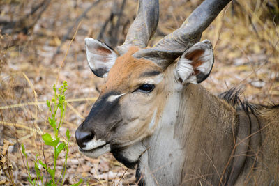 Close-up of horse