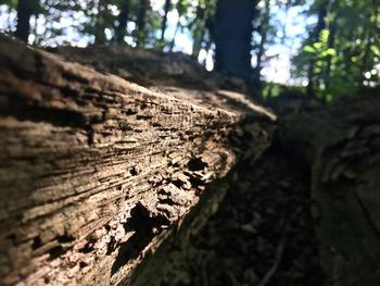 Close-up of tree trunk in forest