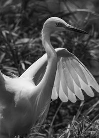 Close-up of bird