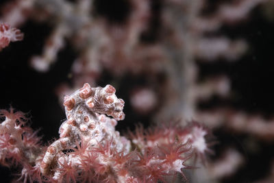 Close-up of coral in sea