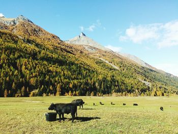 Horses in a field