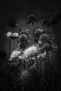 Close-up of wilted flowers