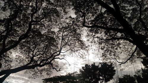 Low angle view of trees against sky