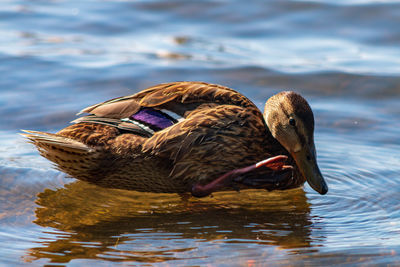 Happy duck