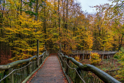 Footbridge amidst trees in forest during autumn