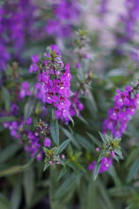Close-up of purple flowering plants