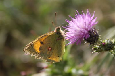 Close-up of insect on thistle