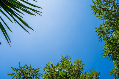 Low angle view of palm tree against clear blue sky